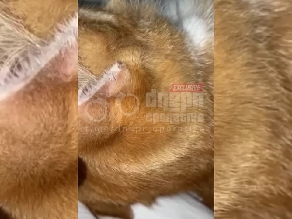 ��������� 9-��� ������ �� ���������� ���� ��������, � ����� ������������� ����������� � ���� � ��������� ��������������