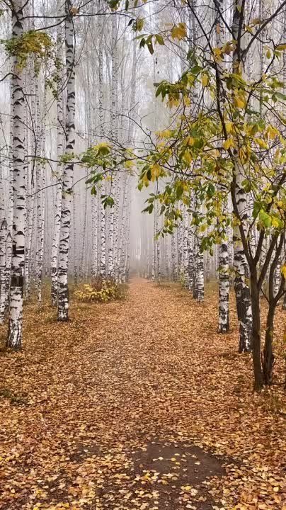 ������� �����, ����� ��������, �����������, ������� ������� �� ����