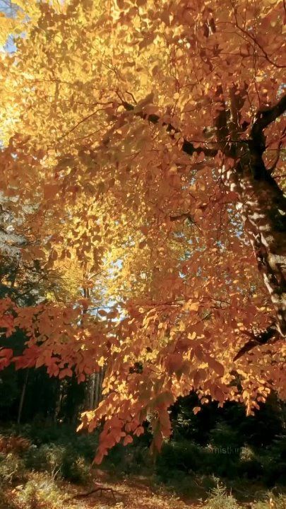 ���������, �������������� ���� ����� � ������� �������� ������� ��������� ������������ �����