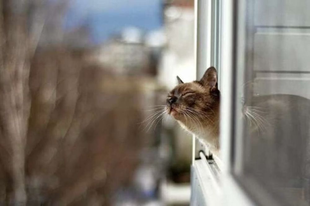 � ���������������� ������� ������������ ������������� ��������