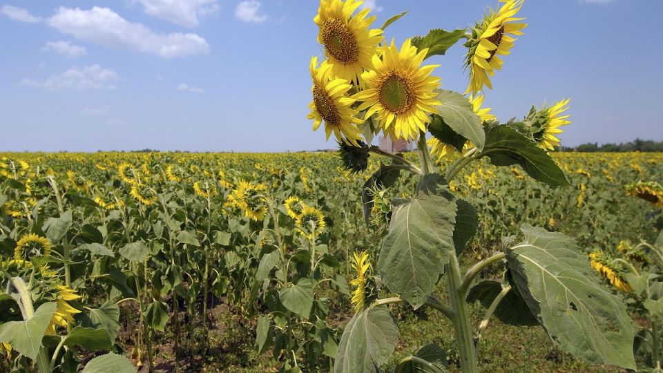 ������� ��������� �������: ���������� ����� �������� ��� ������