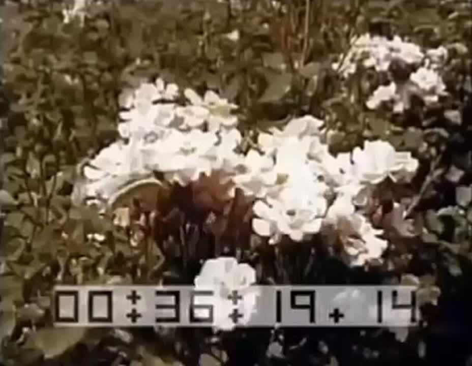  1977  -   ,   ,   ,   