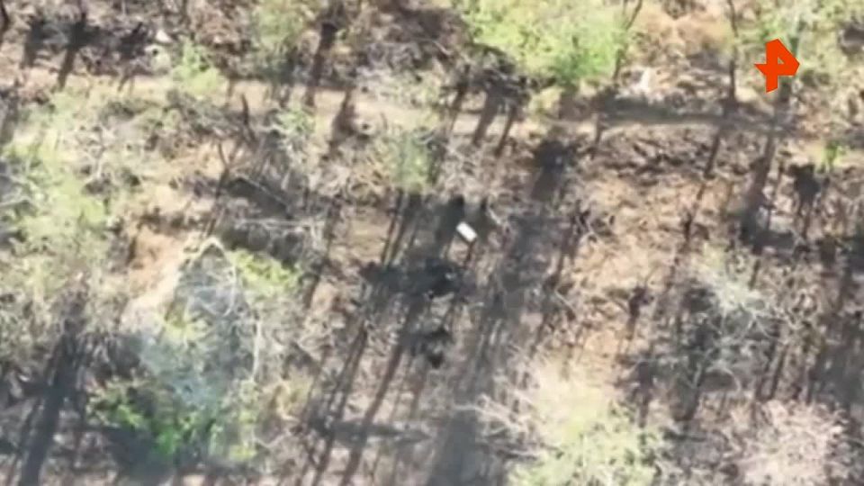 ����������� ����� "������" ���������� ������� Starlink � ����� ��� � ���������������� �������