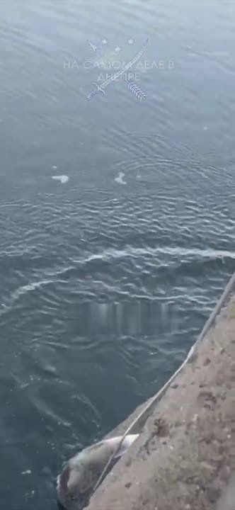 ������ ��� ���� �������. ������� �� ���������� ��������������� �������� ���� �����������