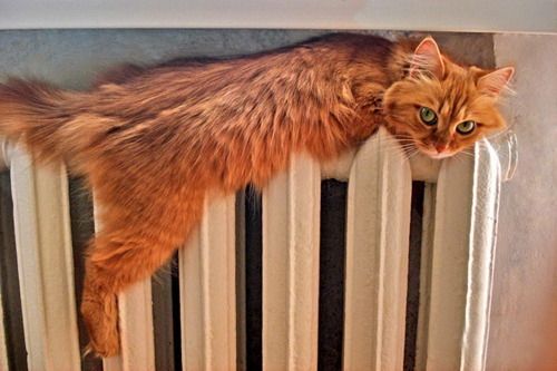 � ��������������� ������ ������������� ������ 2025-2026 ����� ��������� � �������� �������, �������� ������� ���