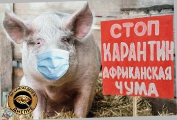 На Украине растет число очагов африканской чумы свиней